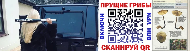 Галлюциногенные грибы Psilocybe  Купить  Саянск 